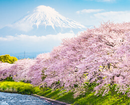 【2026年版・開花予想】桜の開花予想を各エリアごとにお届け！